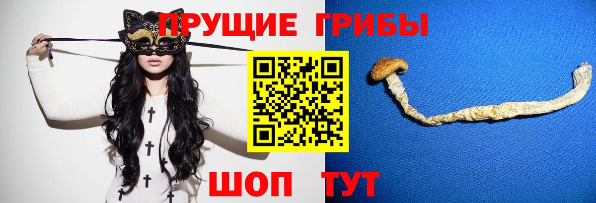 купить наркоту  Галлюциногенные грибы Psilocybe  Георгиевск  Вход с VPN  Псилоцибиновые грибы Cubensis 